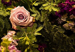 玫瑰,花,花的