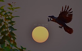 烏鴉,飛行,鳥