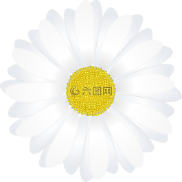 瑪格麗特 ·,花,雛菊