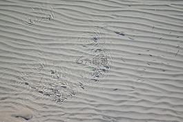 魚,沙,水