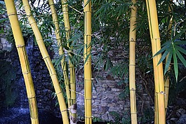 竹,異國(guó)情調(diào),強(qiáng)