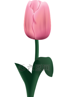 玫瑰,花,植物
