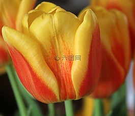 郁金香,花,春