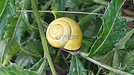 蝸牛,性質(zhì),綠色