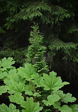 性質(zhì),廠,葉