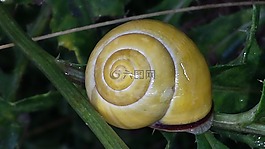 蝸牛,性質(zhì),綠色