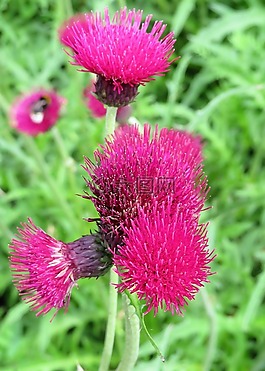 蓟,花,紫色