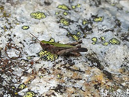 蝗蟲(chóng),搖滾moss,昆蟲(chóng)