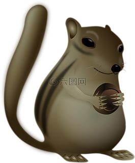 松鼠,野生動物,動物