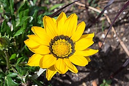 雜色菊,混合動(dòng)力,中午金