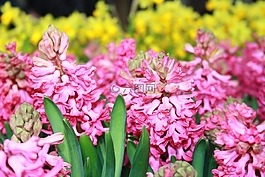 春天,風信子,花