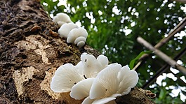 蘑菇,食品,夏天