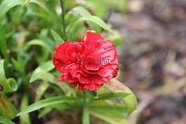 花,紅色,自然