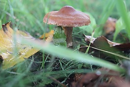 蘑菇,自然,秋