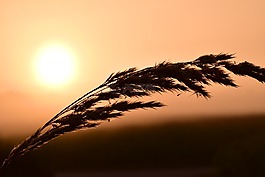 草,背光,紅色