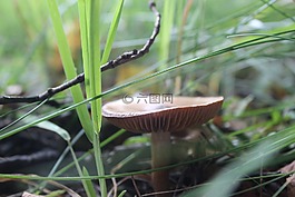 蘑菇,自然,秋