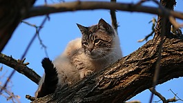 貓,動物,弗利納