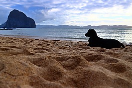 狗,海灘,沙