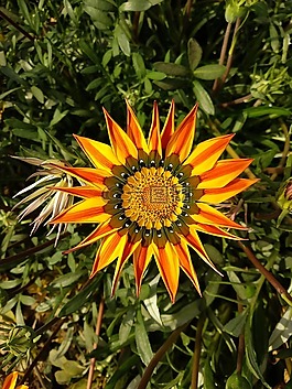 自然,花,植物區(qū)系