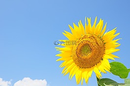 向日葵,夏天花,黃色的花朵