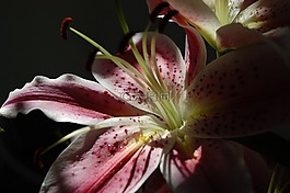 花,陽(yáng)光,皮影戲
