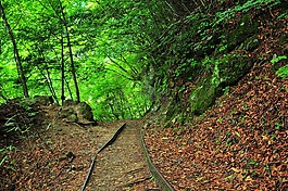 森林,綠色,停止