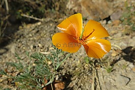 andenmohn,suasi,罂粟