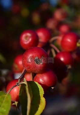 zieraepfel,苹果,水果