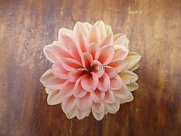 喬治娜,粉紅色,花