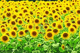 向日葵,夏天花,黃色的花朵
