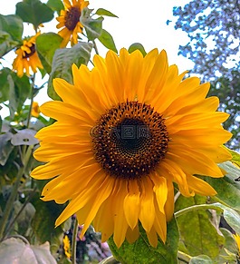 向日葵,太陽,花