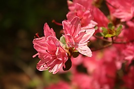 粉紅色,花,自然