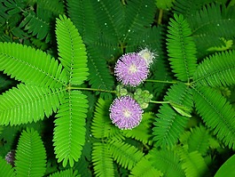 含羞草,光明,綻放