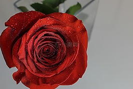 玫瑰,花,花瓣
