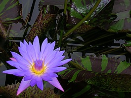 夜光,花,紫