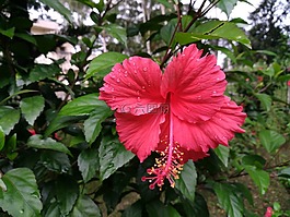 芙蓉沉香罗莎,中国玫瑰,红色的花