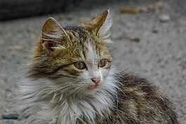 貓,迷路,動物