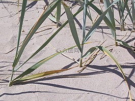 蘆葦,沙,海灘