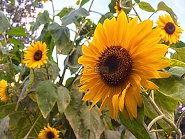 向日葵,太陽,花