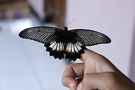 蝴蝶誕生,黑色和白色,昆蟲