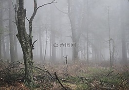 霧,秋季,森林