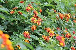 花,綠,位