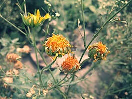 自然,新鮮,鮮花