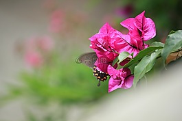 蝴蝶,跳舞,美丽