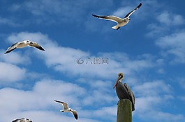 海鸥,鹈,海上生活