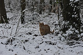 冬天,雪,冷