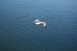 水域,鳥類,性質(zhì)