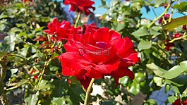 玫瑰,紅色,開花