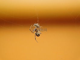 蜘蛛,web,飛