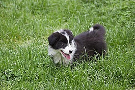 邊境牧羊犬,樂趣,飛